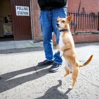 Psi na biralištima u Britaniji