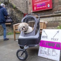 Psi na biralištima u Britaniji