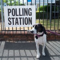 Psi na biralištima u Britaniji