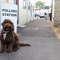 Psi na biralištima u Britaniji