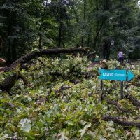 Posljedice noćašnjeg nevremena u parku Maksimir