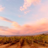 Vaughan Mabee, Amisfield