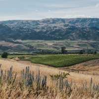 Vaughan Mabee, Amisfield