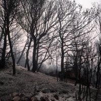 Tučepi: Posljedice katastrofalnog požara