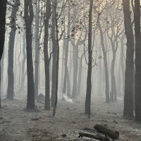 Apokaliptične fotografije uništene šume parka Biokovo