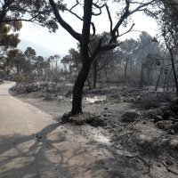 Požar poharao Tučepe i Podgoru