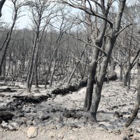 Požar poharao Tučepe i Podgoru