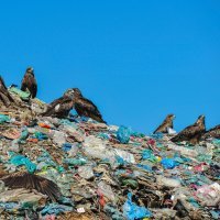 Plastika i ostalo smeće u prirodi