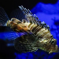 Vatrenjača, riba lav, riba paun