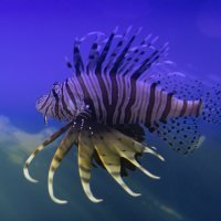 Vatrenjača, riba lav, riba paun