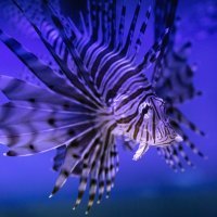 Vatrenjača, riba lav, riba paun