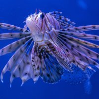 Vatrenjača, riba lav, riba paun