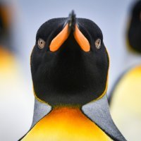 Pingvini