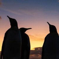 Pingvini