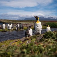 Pingvini