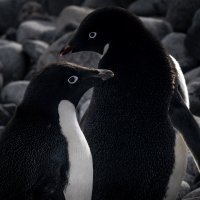 Pingvini