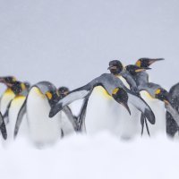 Imaju uvrnute seksualne apetite