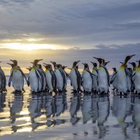 Imaju uvrnute seksualne apetite