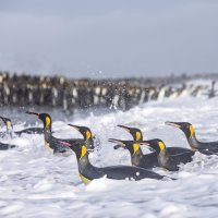 Imaju uvrnute seksualne apetite