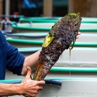 Periske koje čuvaju u bazenima u akvarijumu pokušat će razmnožiti i vratiti u more