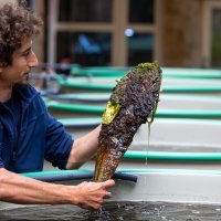 Periske koje čuvaju u bazenima u akvarijumu pokušat će razmnožiti i vratiti u more