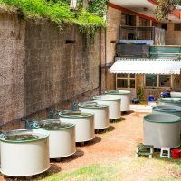 Periske koje čuvaju u bazenima u akvarijumu pokušat će razmnožiti i vratiti u more