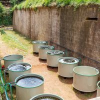 Periske koje čuvaju u bazenima u akvarijumu pokušat će razmnožiti i vratiti u more