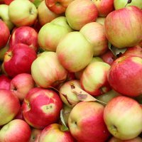 Urod jabuka manji nego lani