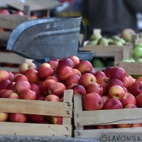 Urod jabuka manji nego lani