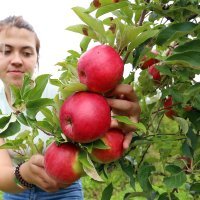 Urod jabuka manji nego lani