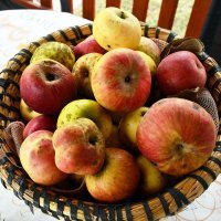 Urod jabuka manji nego lani