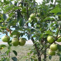 Urod jabuka manji nego lani