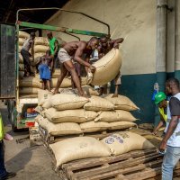 Uzgoj i branje ploda kakaovca u Gani