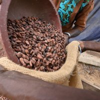 Uzgoj i branje ploda kakaovca u Gani