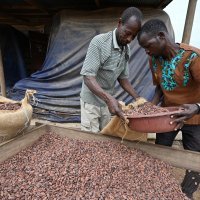 Uzgoj i branje ploda kakaovca u Gani