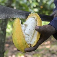 Uzgoj i branje ploda kakaovca u Gani