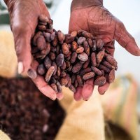 Uzgoj i branje ploda kakaovca u Gani