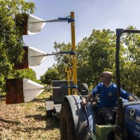 Uzgoj avokada u Portugalu