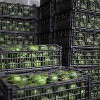 Uzgoj avokada u Portugalu