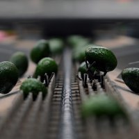 Uzgoj avokada u Portugalu