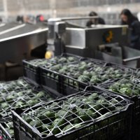 Uzgoj avokada u Portugalu