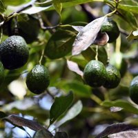 Uzgoj avokada u Portugalu