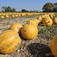 Dan polja uljne tikve