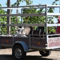 Smrt u Vidrenjačkoj Kosi