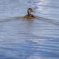 Ptice u Osijeku na Dravi