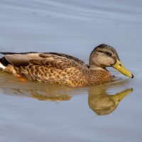 Ptice u Osijeku na Dravi