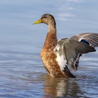 Ptice u Osijeku na Dravi