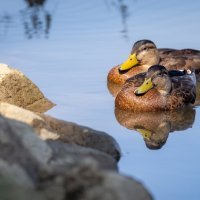 Ptice u Osijeku na Dravi