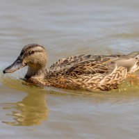 Ptice u Osijeku na Dravi