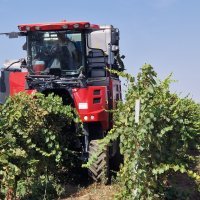 Berba grožđa na Belju